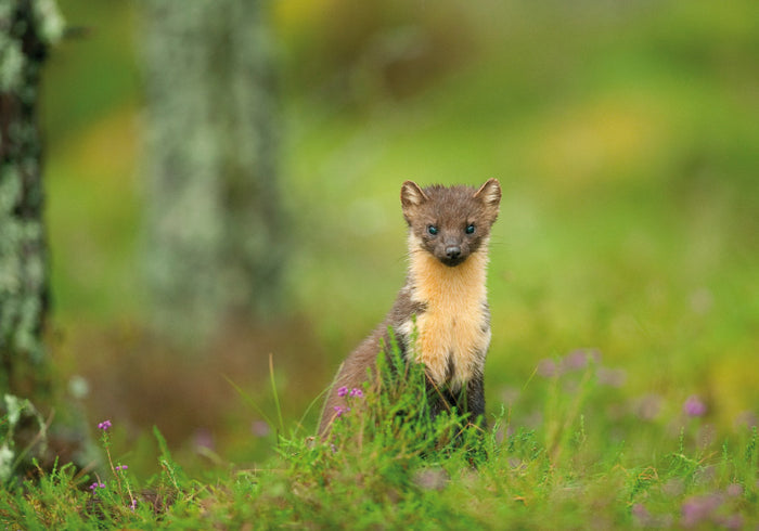 Notecards x 8 Wildlife Collection