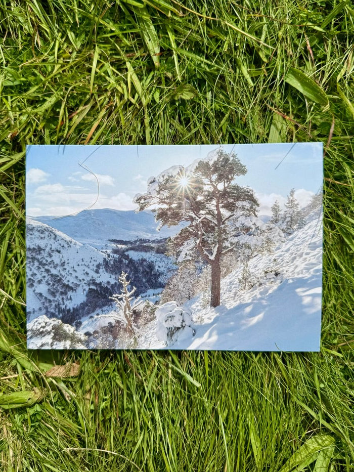 Christmas Cards 1 pack (12 cards) Set B