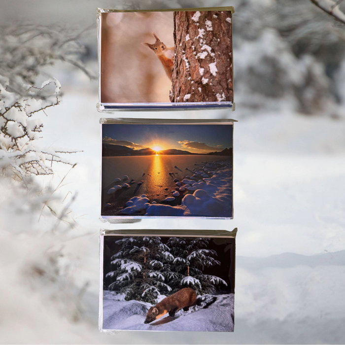 Christmas Cards 3-pack bundle (36 cards) Set A