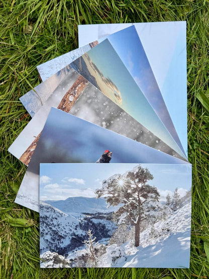 Christmas Cards 3-pack BUNDLE (36 cards) Set B