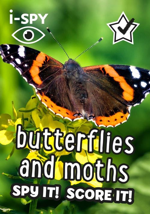 Butterflies & Moths