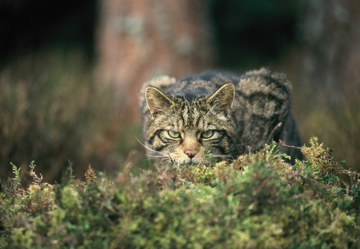 Notecards x 8 Wildlife Collection
