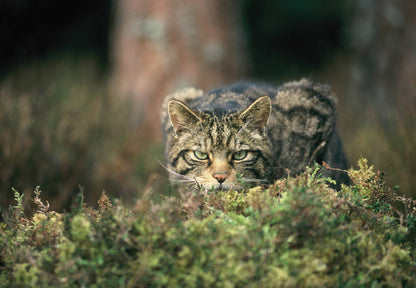 Notecards x 8 Wildlife Collection